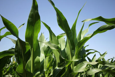 Natural Window Shade Image